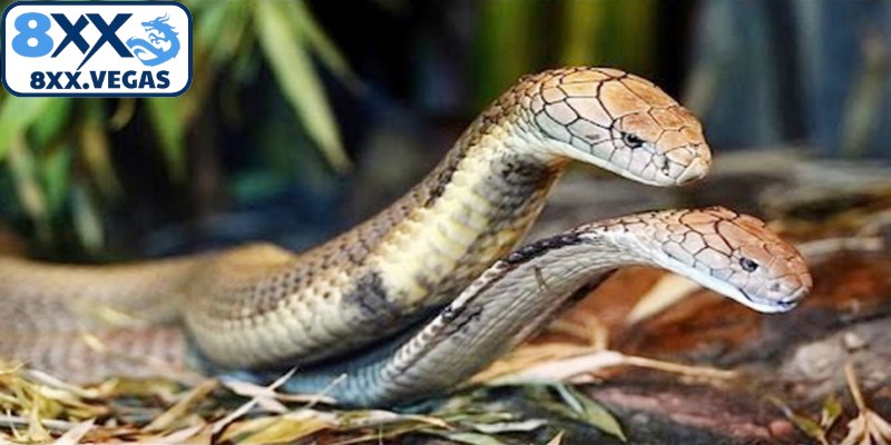 Những tình huống thường gặp khi mơ thấy hai con rắn