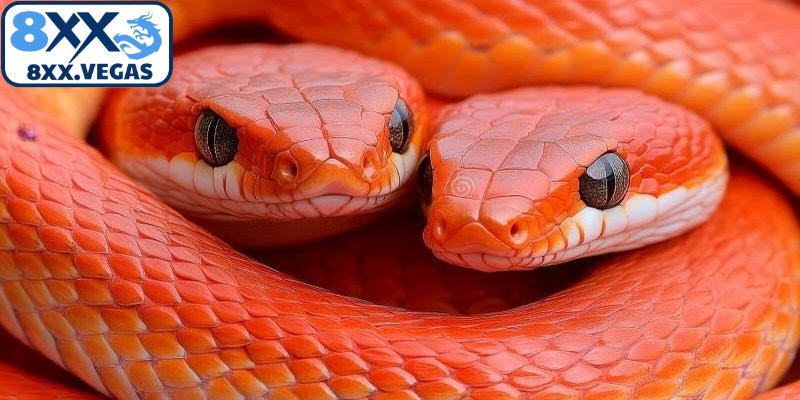 Luận số may mắn liên quan tới giấc mơ hai con rắn